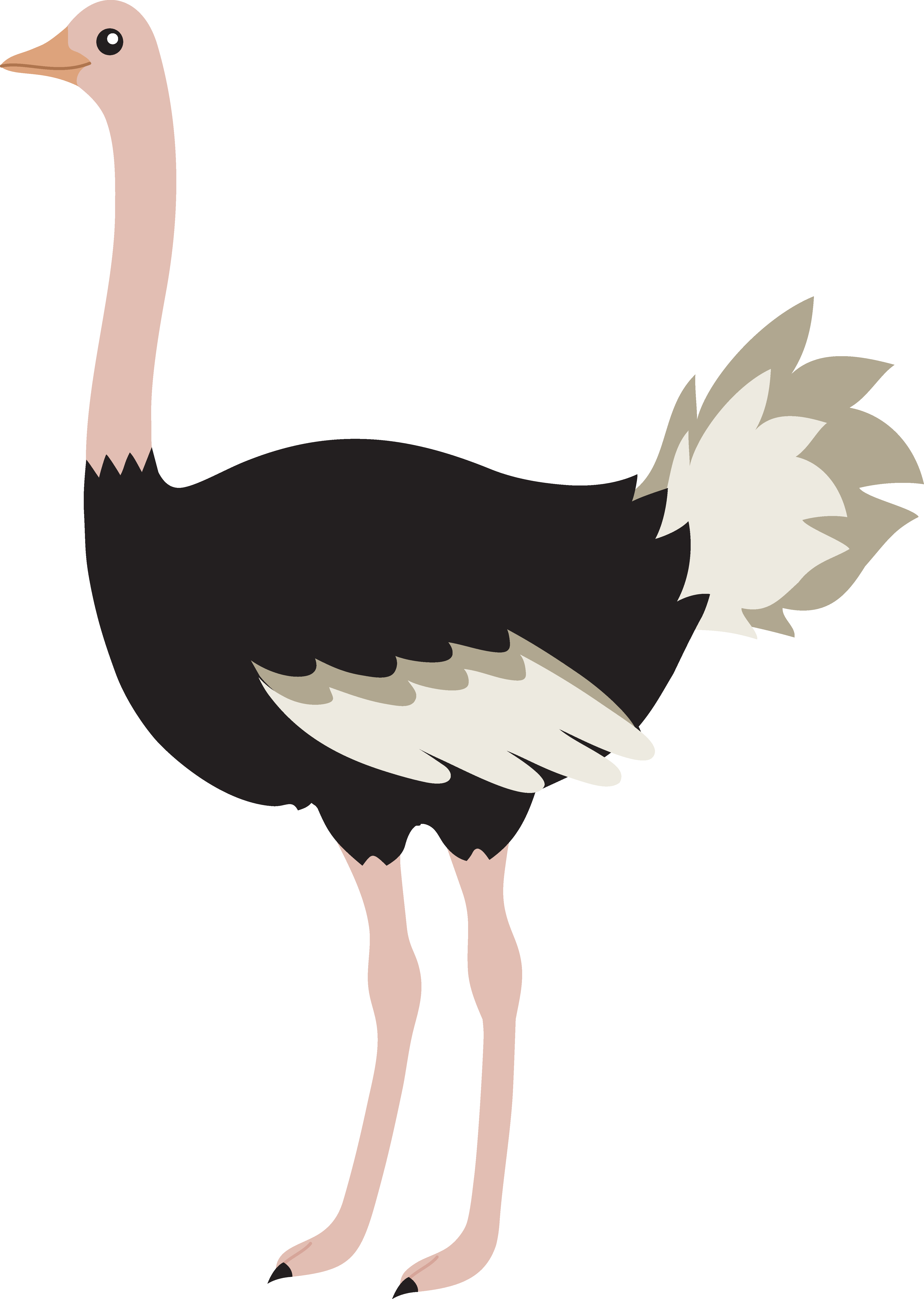 Ostrich Clip Art