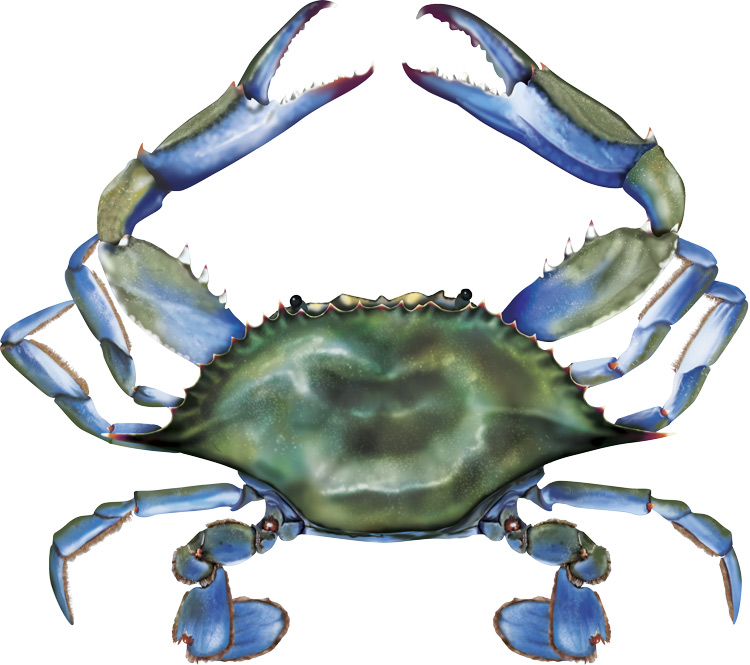 Blue Crab Clip Art - Tumundografico