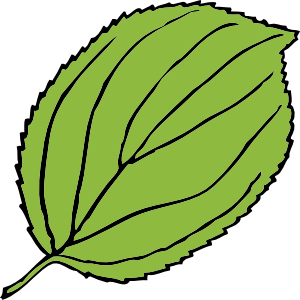 Apple tree leaf clipart