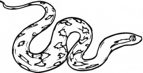 Rattlesnake coloring page | Super Coloring