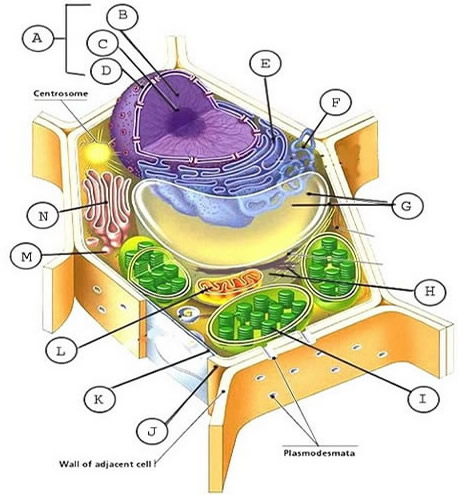 Animal Cell Model Diagram Project Parts Structure Labeled Coloring ...