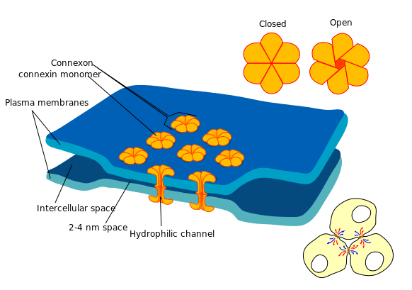 Labeled Animal Cell Diagram For Kids - ClipArt Best
