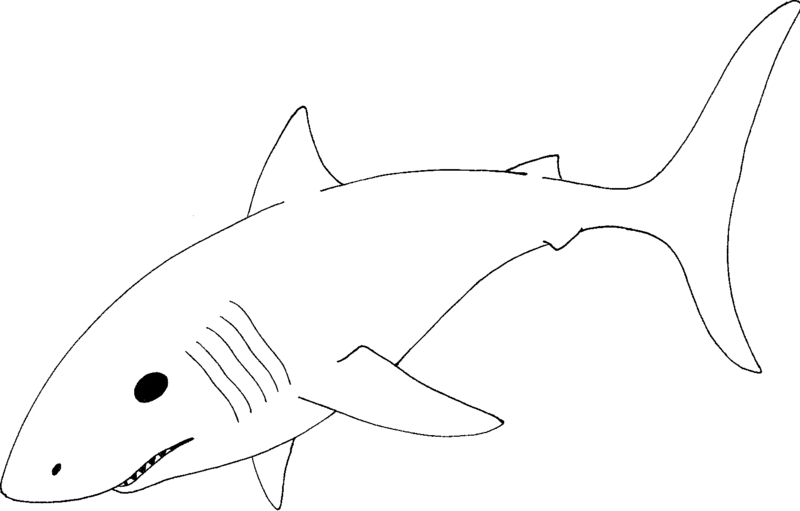 Great White Shark Coloring Sheet - ClipArt Best