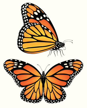 Monarch Butterfly Clip Art, Vector Images & Illustrations