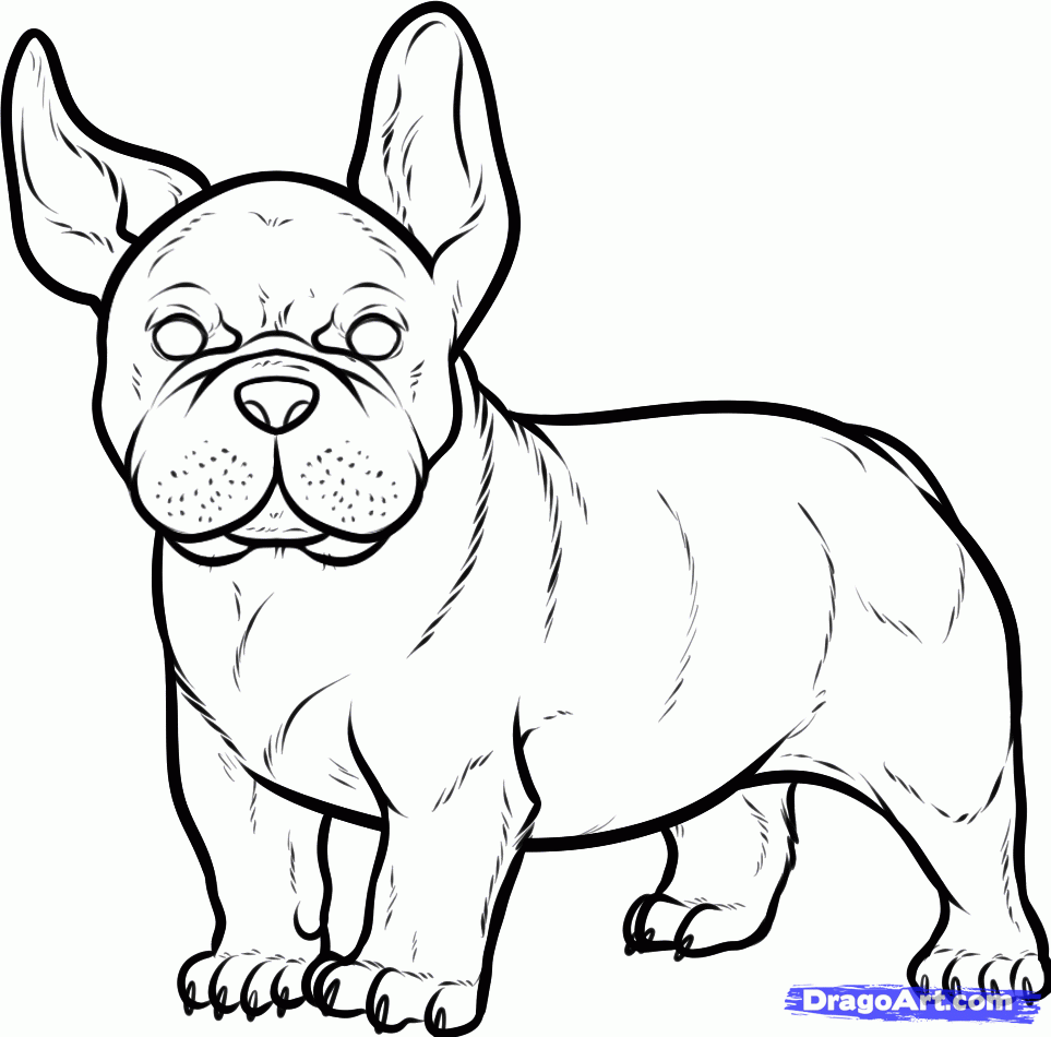 How to Draw a French Bulldog, French Bulldog, Step by Step, Pets ...