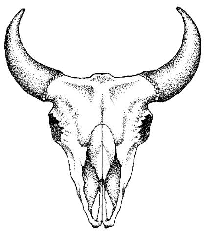 Bull Skull Pictures