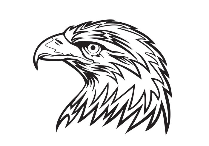 Eagle Head Vector - Download Free Vector Art, Stock Graphics & Images