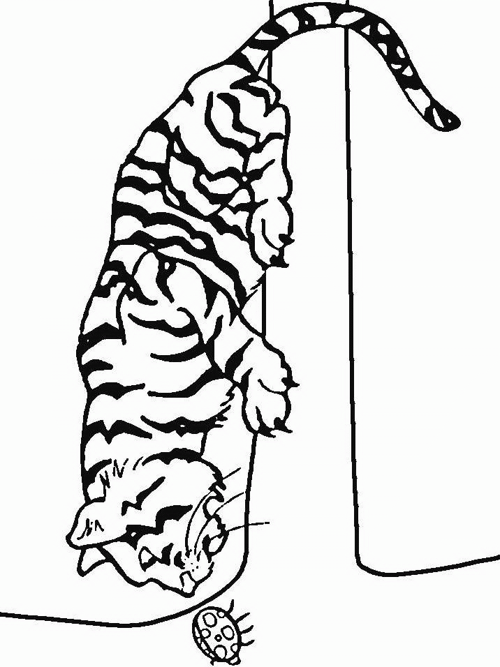 tasmanian tiger coloring pages - photo #17