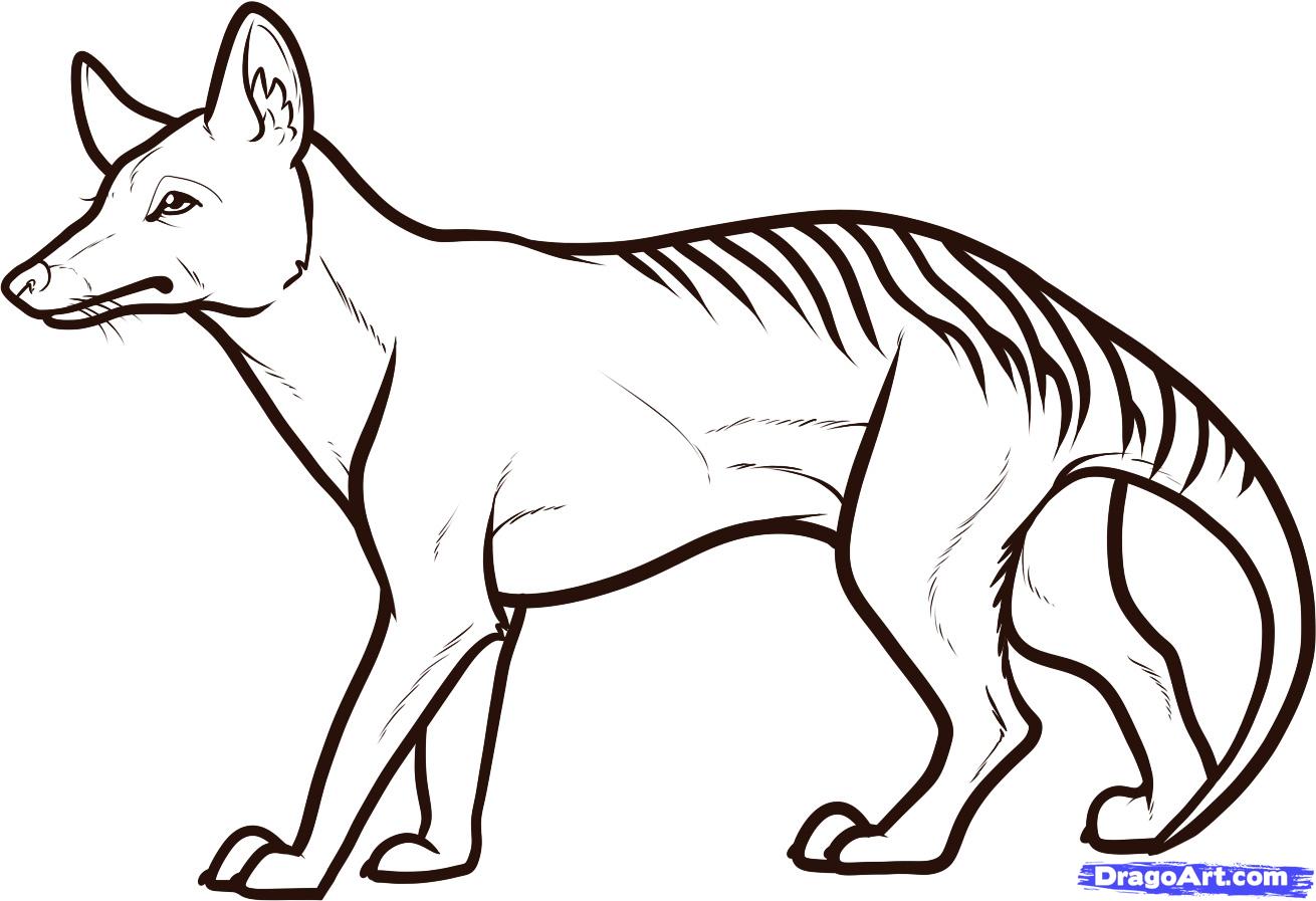 How to Draw a Tasmanian Tiger, Tasmanian Wolf, Step by Step ...