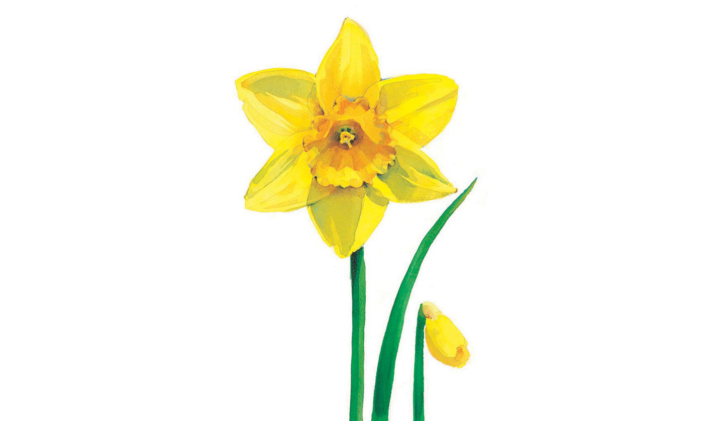 clipart daffodils images - photo #37