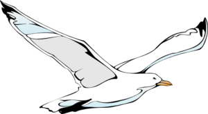 Seagulls | High Quality Clip Art