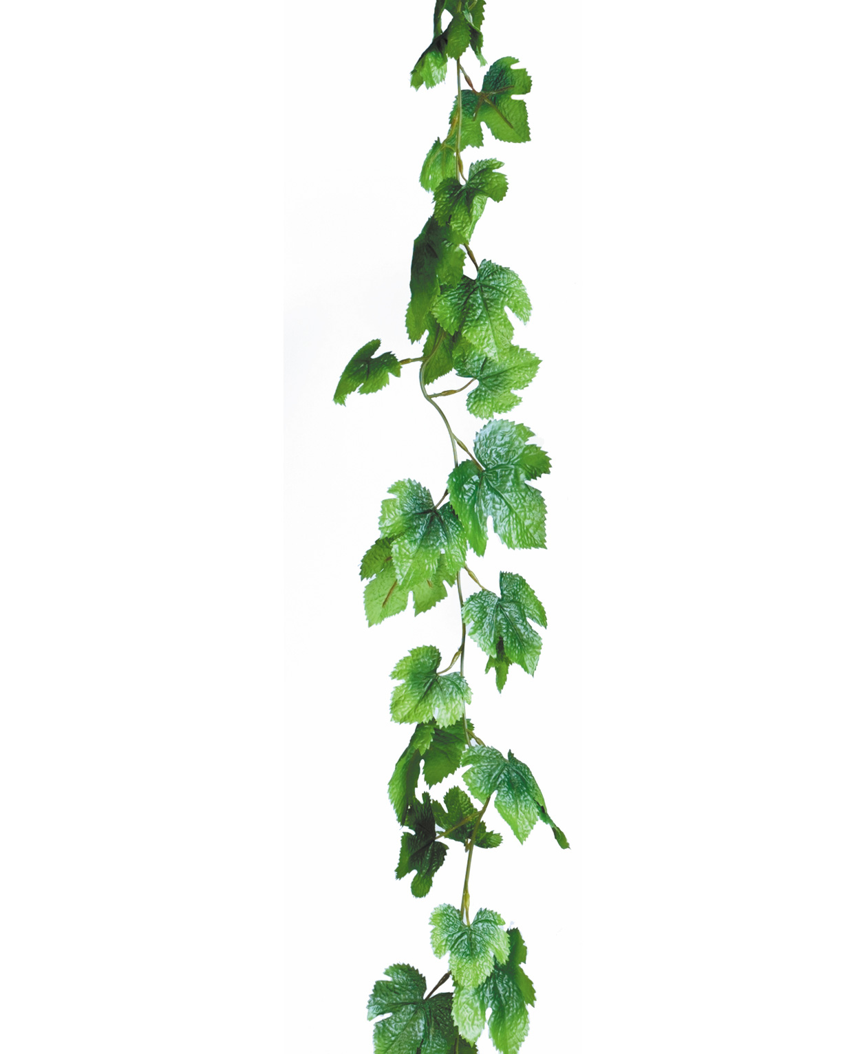 leaf vine clip art - photo #23