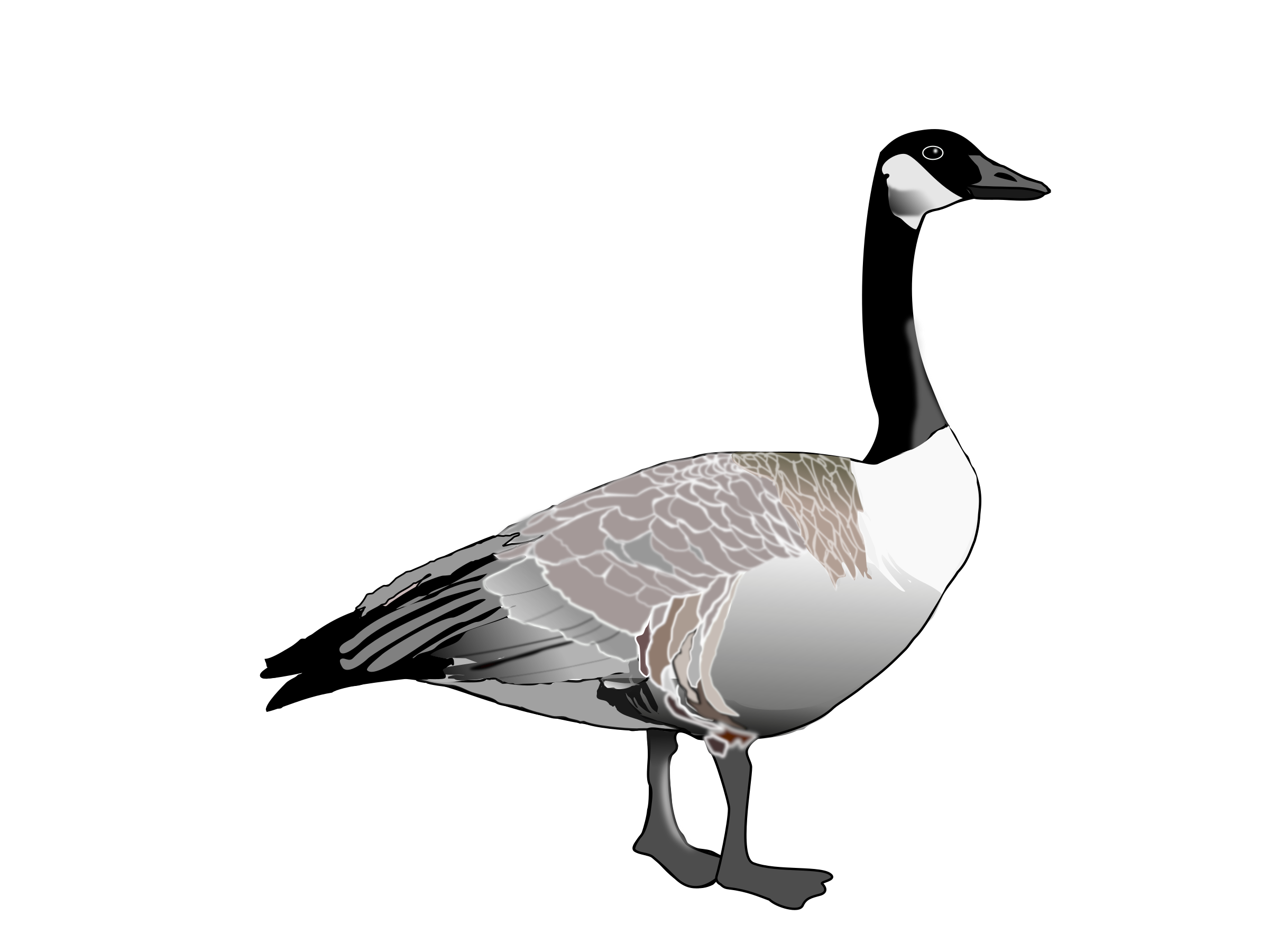 Canadian goose clip art