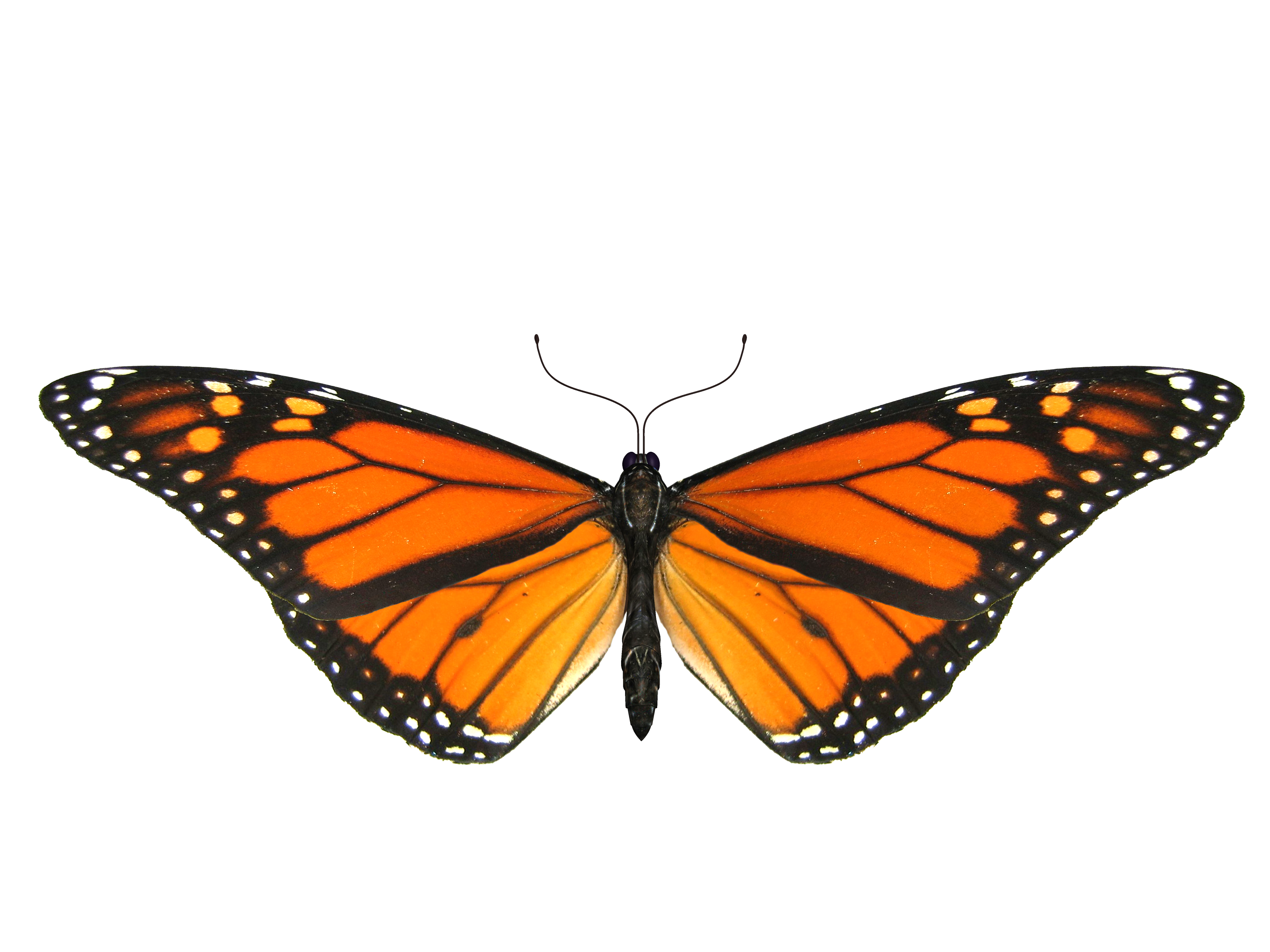 Butterfly PNG image, free picture download