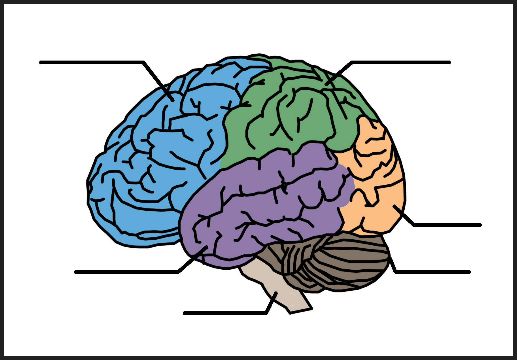 CHSH-Teach - Brain Nervous System Neuroscience Teaching Materials