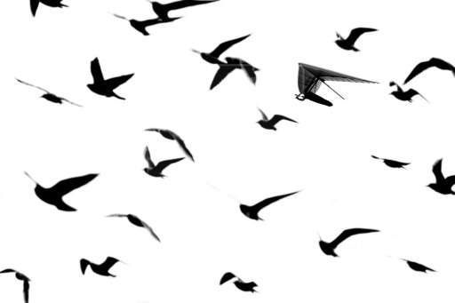 Flock Of Birds Silhouette - ClipArt Best