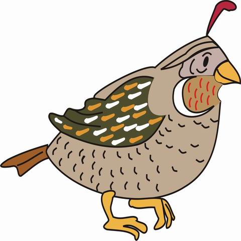 Animal's Name, Coloring Pages Quail