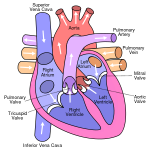 circulatory system: Definition from Answers.