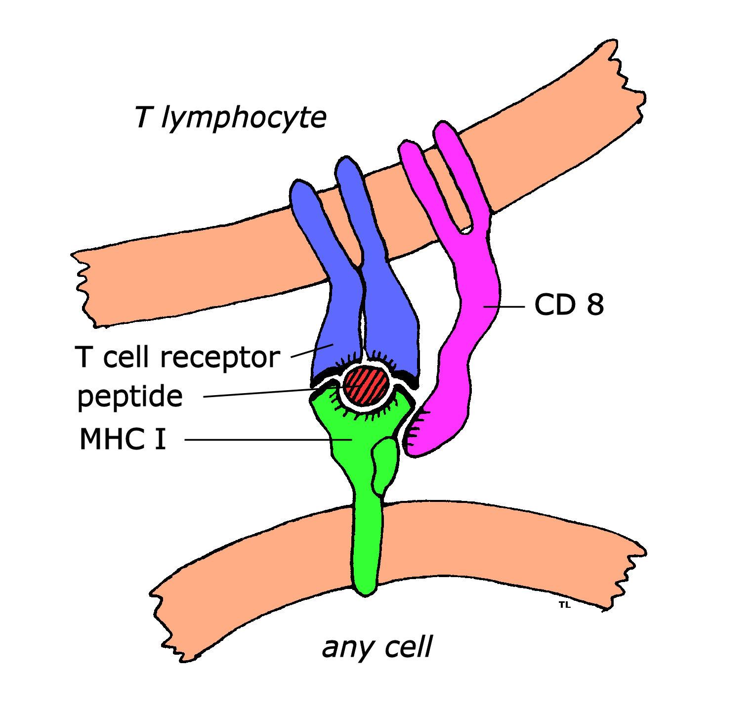 Biology Pictures: T Cell Receptor Diagram