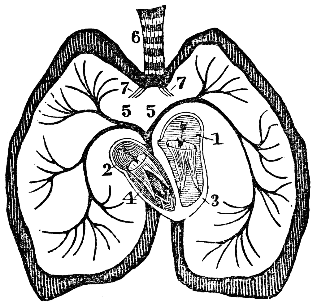 Black And White Heart Diagram Unlabeled - ClipArt Best