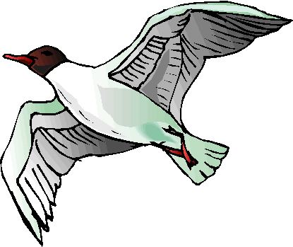 Seagull Cartoons - ClipArt Best