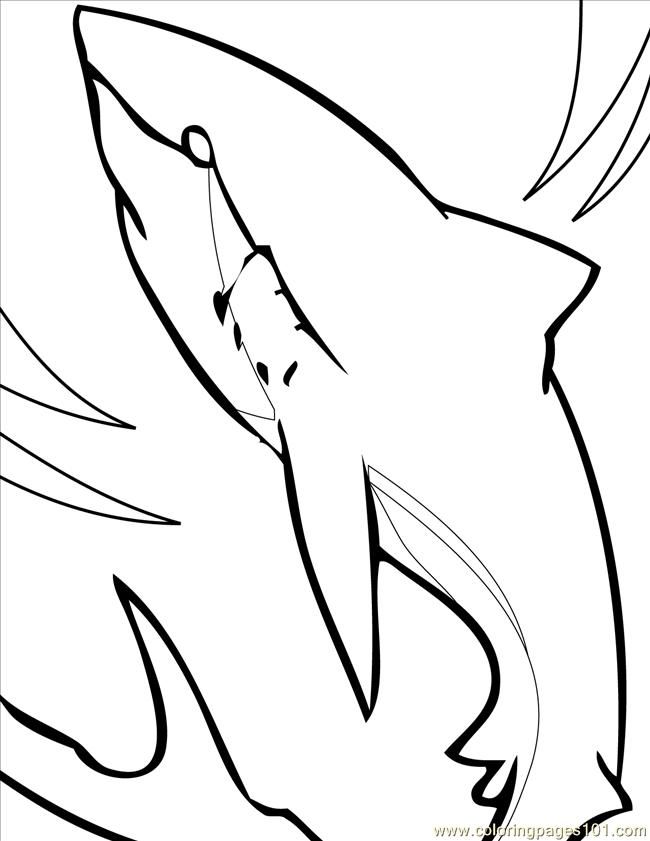 Great White Shark Outline - AZ Coloring Pages