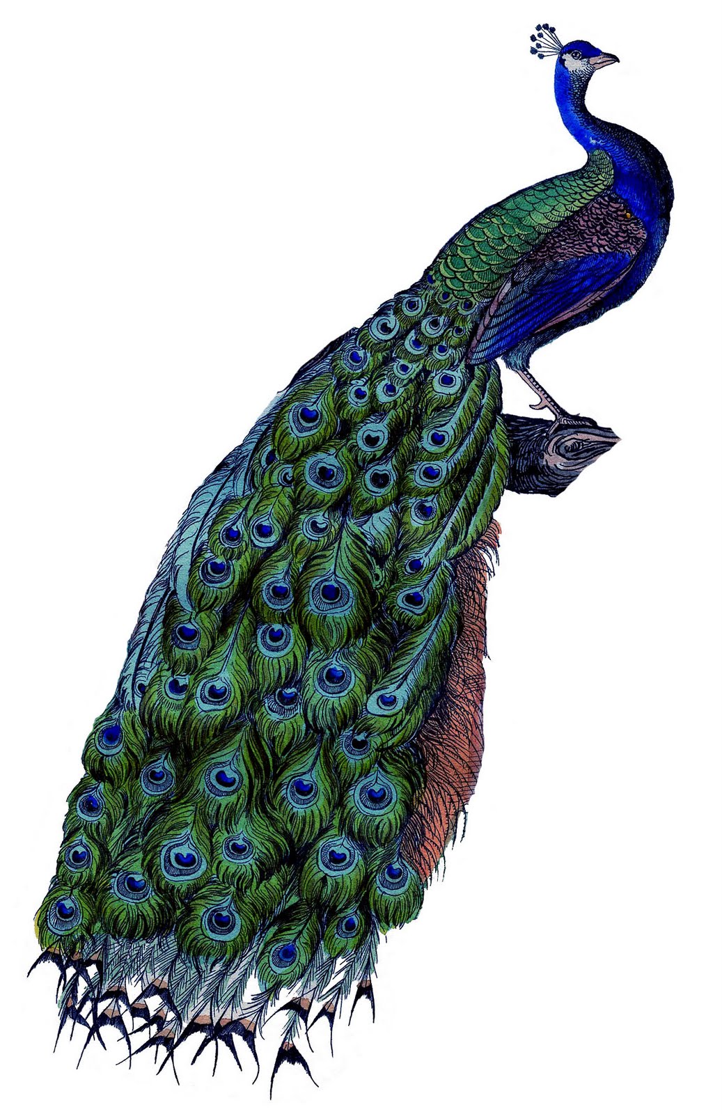 Peacock Wedding Clipart - Free Clipart Images