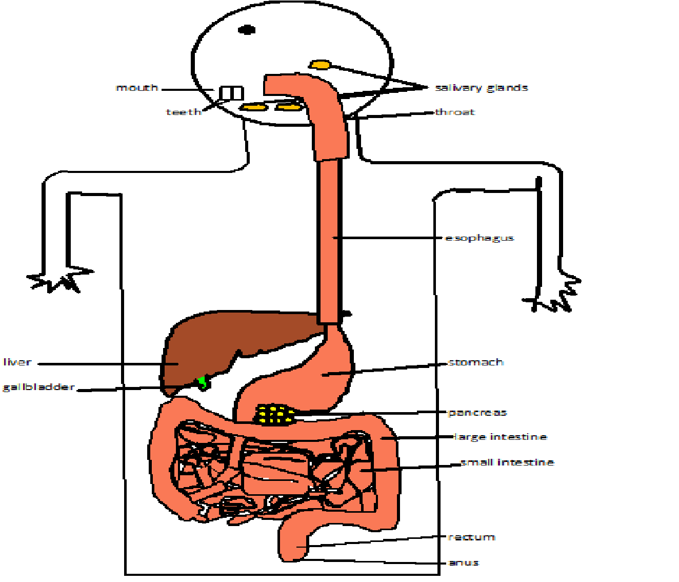 Diagram Of Internal Body Parts Of Human - Anatomy Chart Body