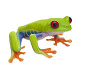 Red eye tree frog clipart