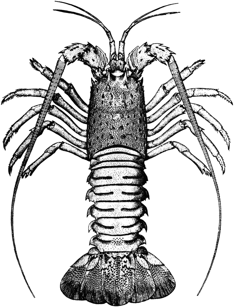 Crawfish Drawing - ClipArt Best