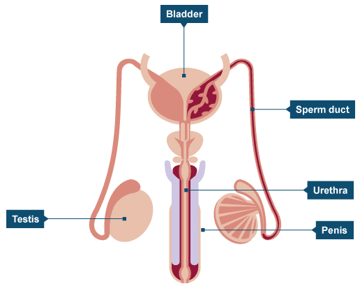 BBC - Intermediate 2 Bitesize Biology - Factors affecting ...