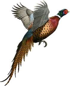 Pheasant Clip Art - ClipArt Best