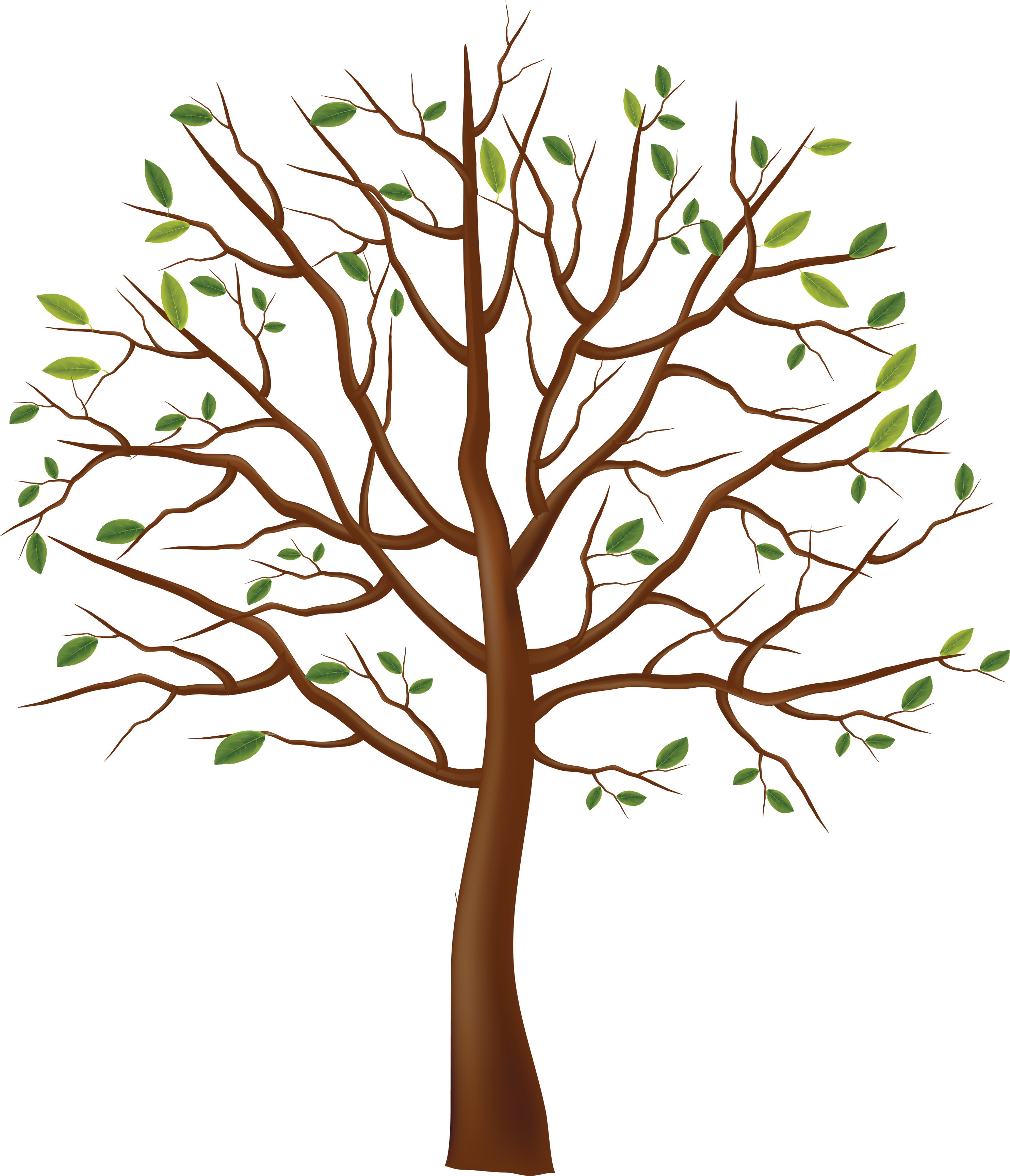 Tree Png Clipart Best