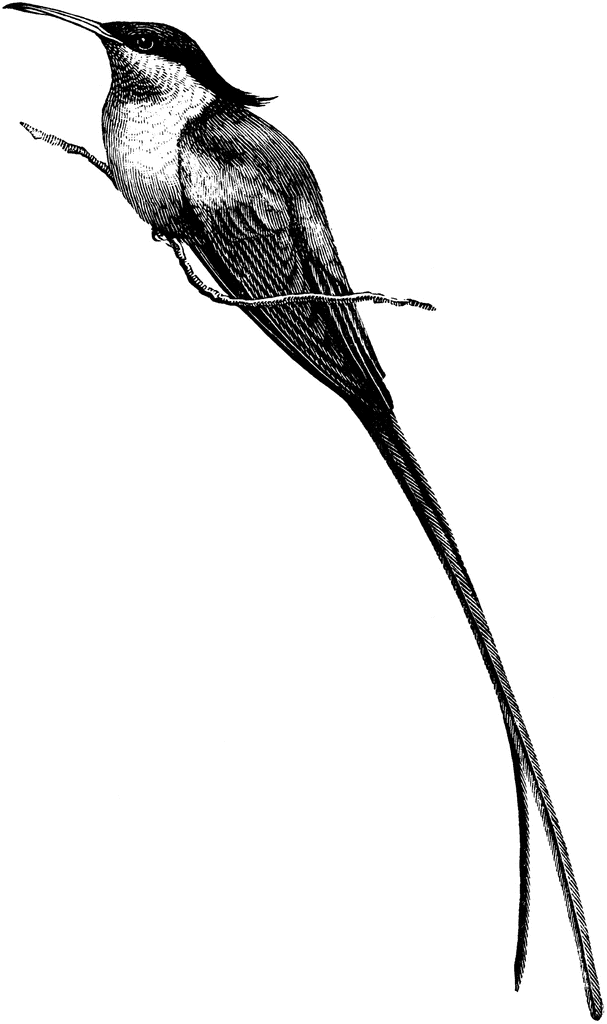 free hummingbird clipart black and white - photo #27