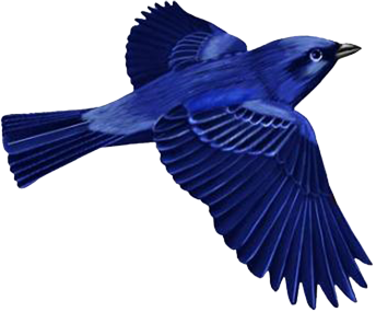 Dark Blue Bird Clip-