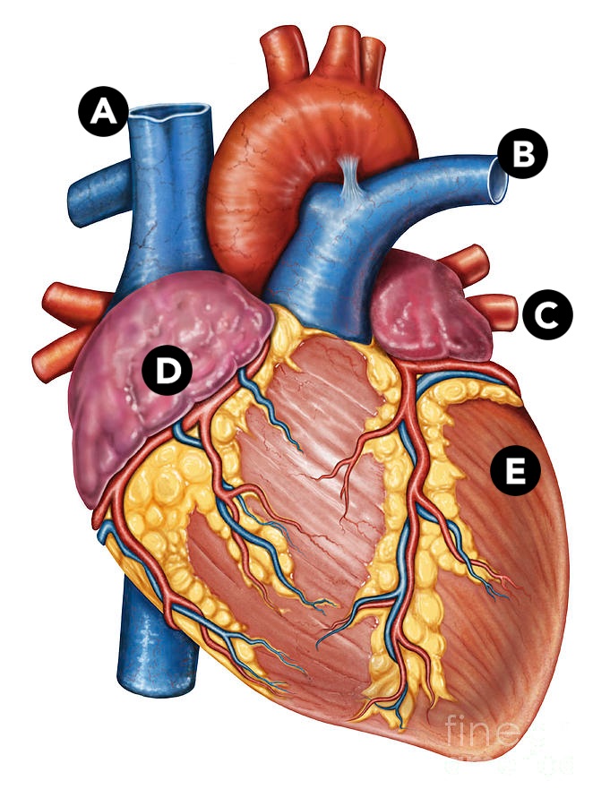 Big Vein, Right Vein, Right Arteries, Ventricle, Heart Parts ...