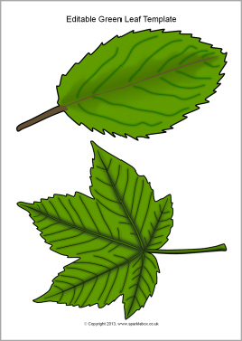 Leaves, Leaf template and Green leaves