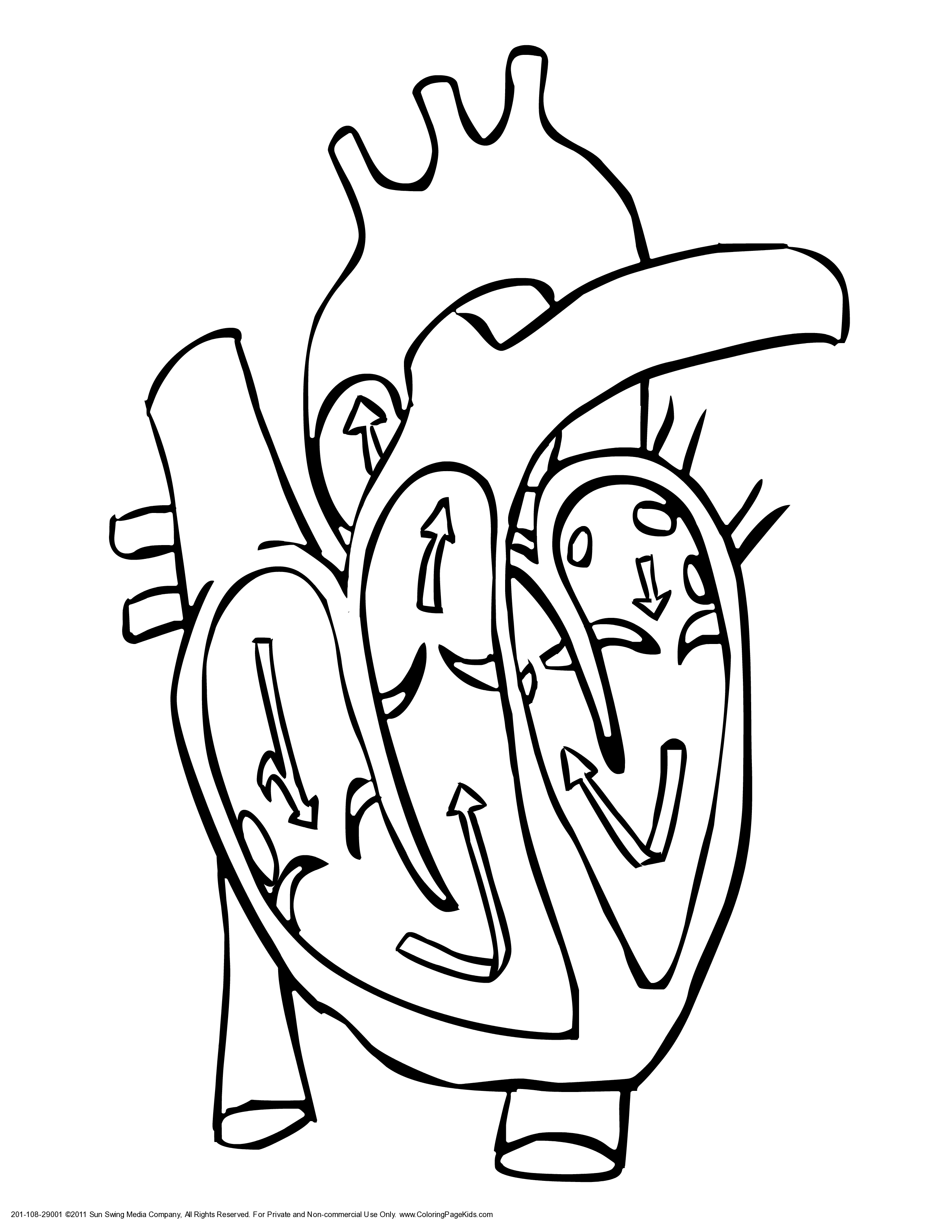 Heart diagram clipart