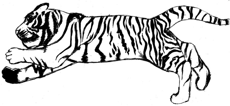 426 views Tiger Clipart Black And White