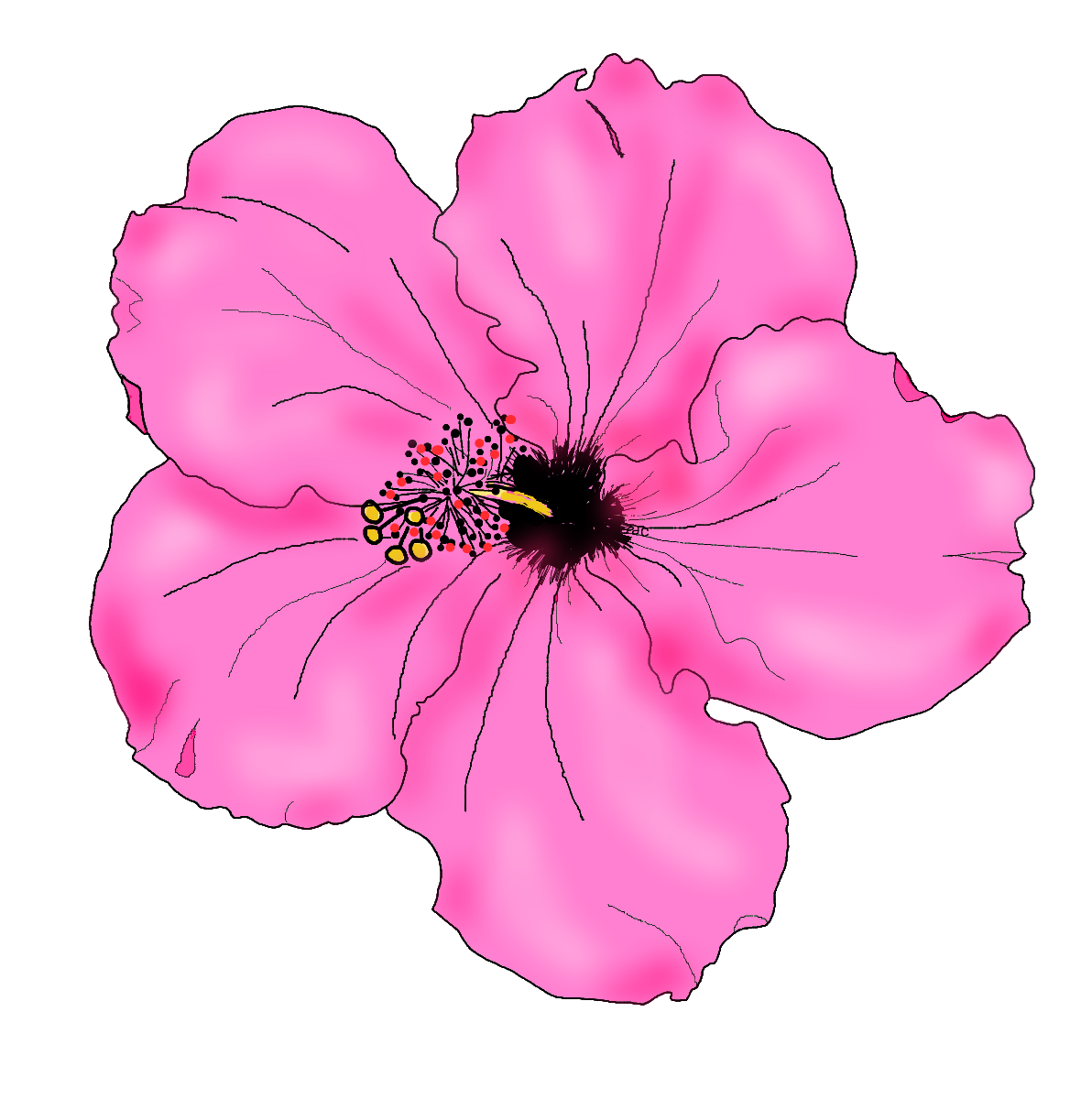 Hibiscus Flower Drawings