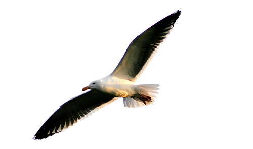 Seagull Management | Start Up Blog