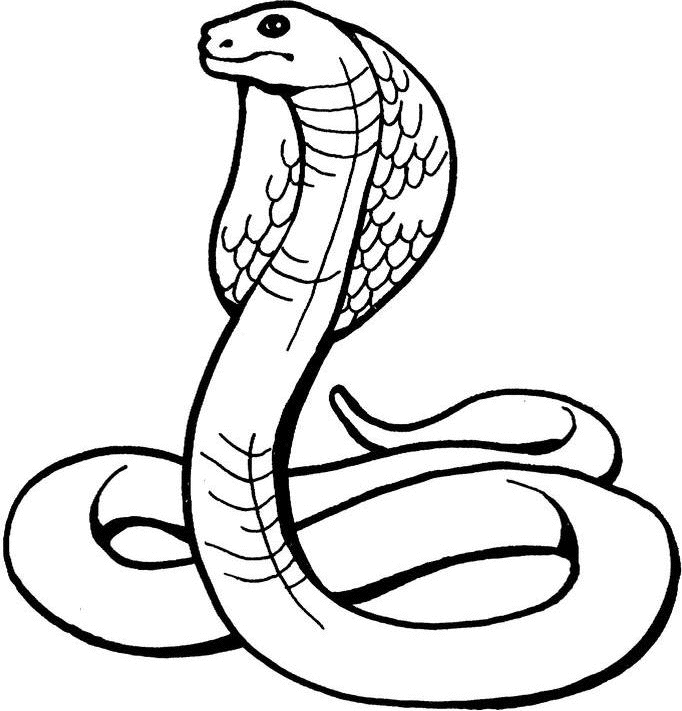 Snake Line Drawing