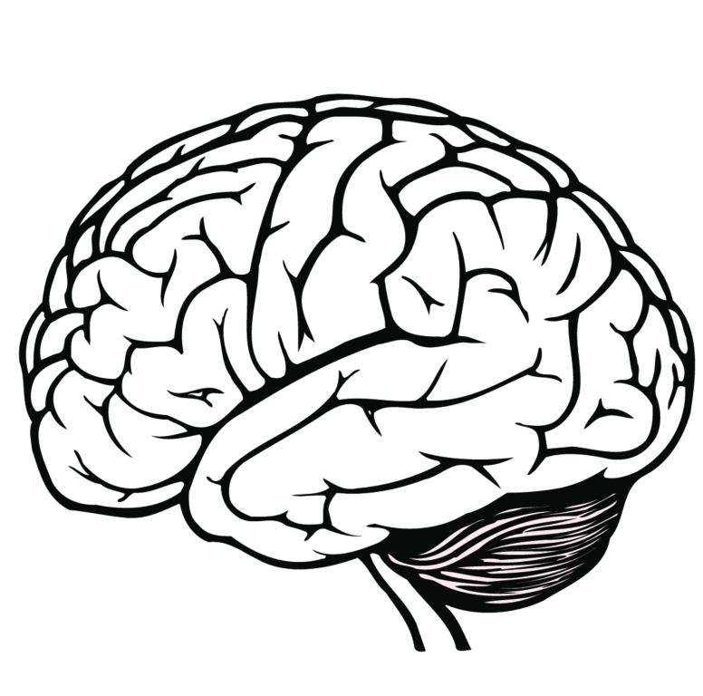 Brain Line Drawing