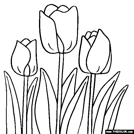 Tulip Flower Coloring Page | Tulip Coloring