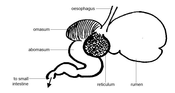Anatomy and Physiology of Animals/The Gut and Digestion ...