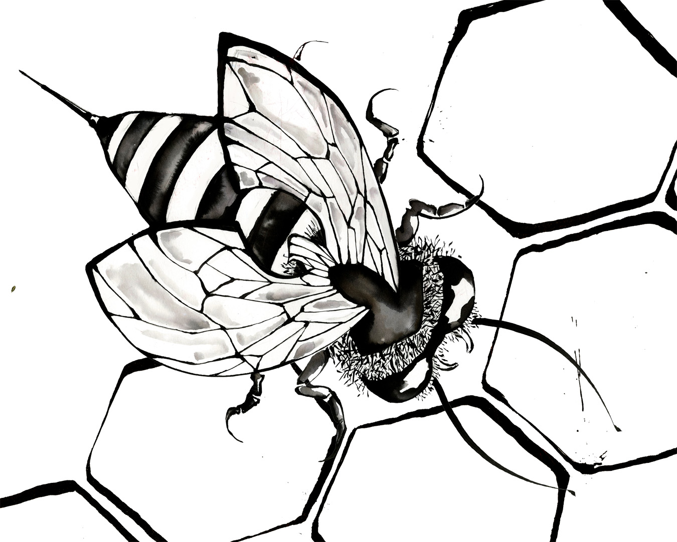 Bee Drawing | Free Download Clip Art | Free Clip Art | on Clipart ...