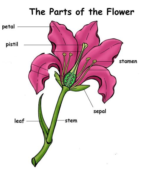 Parts Of A Flower | Parts Of A ...