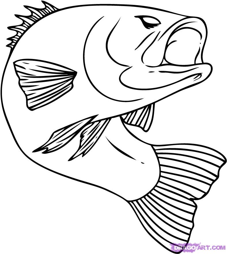How to Draw a Bass, Step by Step, Fish, Animals, FREE Online ...