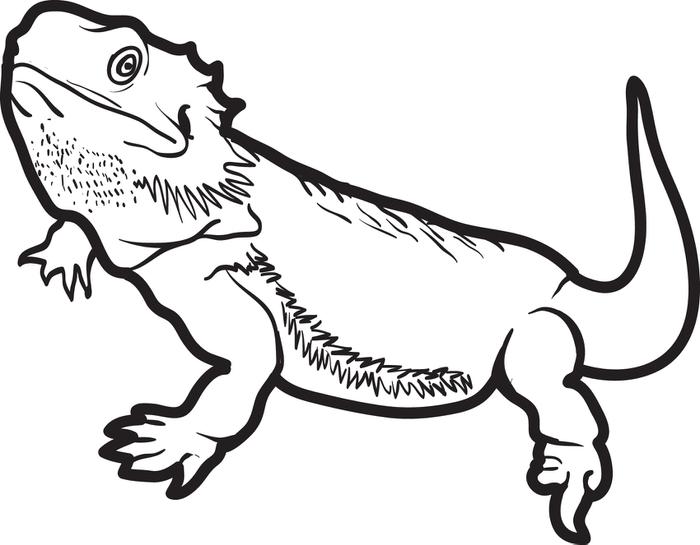 Lizard Coloring Pages Download Online Coloring Pages For Free Part ...