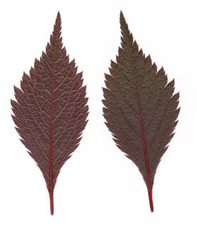 Free Leaves Single Textures in high resolution | TextureMax